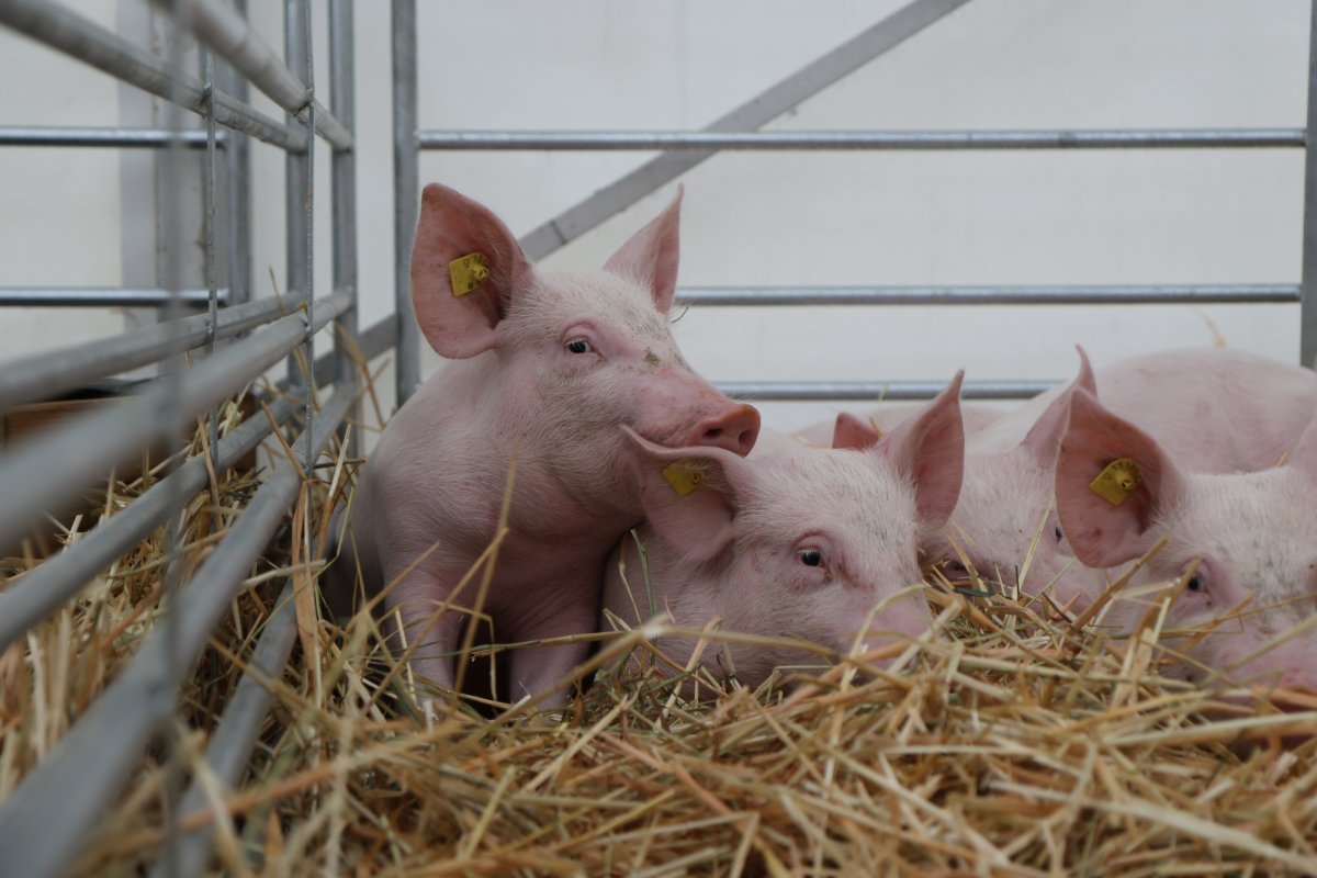 250912_benicon_sarinoise_ecole_a_la_ferme_10_copyright_heloise_hess